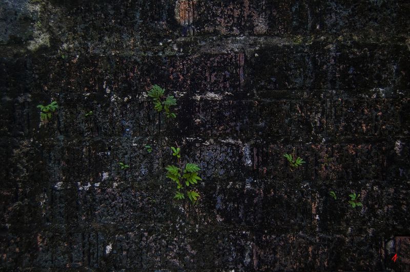Eliminating Black Streaks: A Guide to Tackling Black Algae Streaks on Your Roof